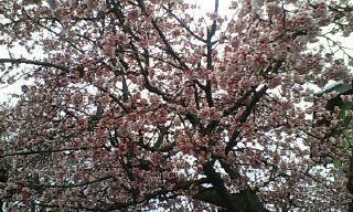 sakura.jpg